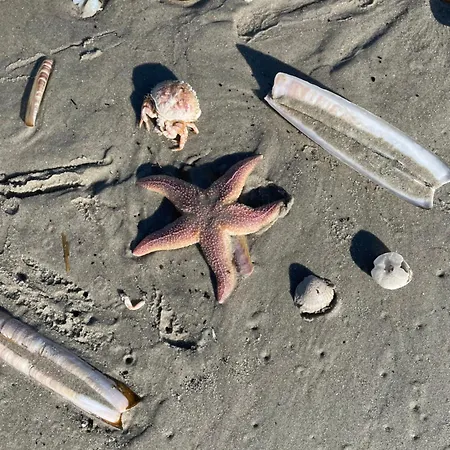 Seestern Apartment *